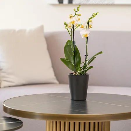 Apartament Centre Square Penthouse *