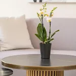 Apartment Kantada *